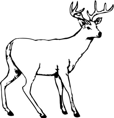 Deer