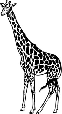 Giraffes